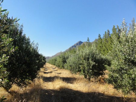 油橄欖園    -南非